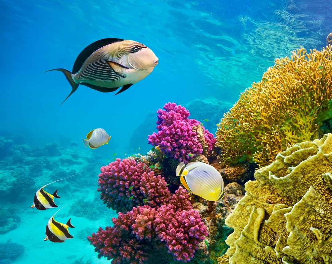 Sharm El Sheikh: Kızıldeniz’in Büyülü Tatil Cenneti