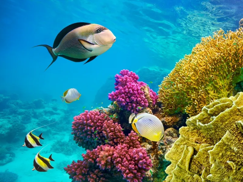 Ankara Çıkışlı Kahire ve Sharm El Sheikh Turu